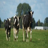 مقابله با استرس گرمایی در گاوهای شیری