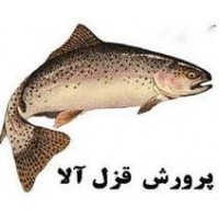 Company trout Zagros West