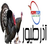 Sell all kinds of poultry (chicken, Turkey, and ...)