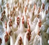 Sell poultry broiler, 20,000 pieces