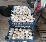 Garlic export