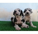 Sale of Great Dane puppies