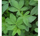 Sale of alfalfa seeds in different cold and tropical cultivars