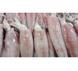 Export of shrimp and squid