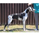 Great Dane dog for sale - Great Dane price