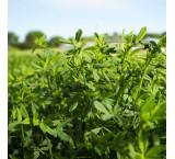 Selling alfalfa seeds at the lowest market price