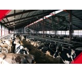 Steel structure / shed cattle breeding
