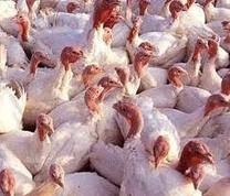 The supply of turkey meat
