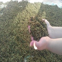 Vermicompost and tea compost, powder, azolla, etc. algae extract
