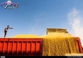 Import and sale of all kinds of grain, human and animal, wood, dicer, sizes consumer, Iran, and Iraq