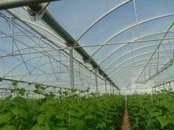Build a greenhouse|greenhouse construction| greenhouse storage|greenhouse police