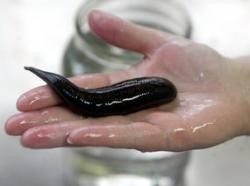Device removal of ammonia in the breeding of leeches, and aquatic