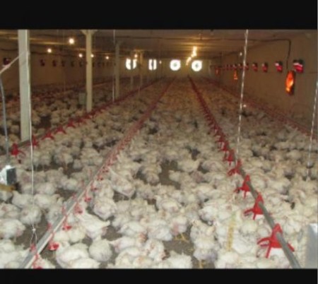 The sale of poultry broiler in the light
