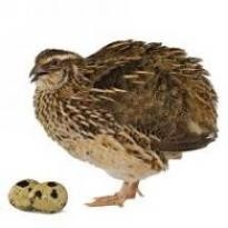 Sell chickens, quail, day race,