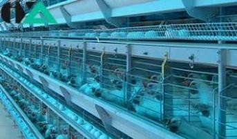 Cage, automatic chicken laying company holmen Germany
