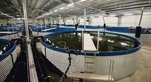 Pool, aquaculture ( fish / shrimp / caviar )