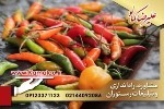 راه اندازی رستوران در تهران به شیوه مدرن