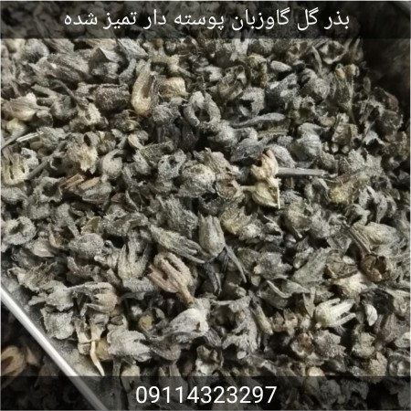 فروش بذر گل گاوزبان ایرانی