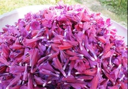 فروش بذر گل گاوزبان ایرانی