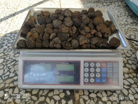 Production of truffle black mushrooms and sale of truffle black mushrooms