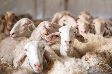 Livestock feed in Qazvin