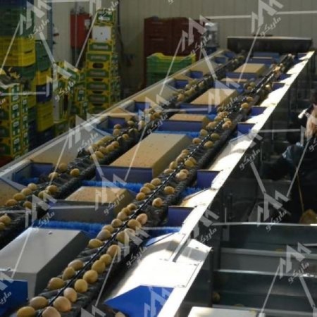 Kiwi sorting machine