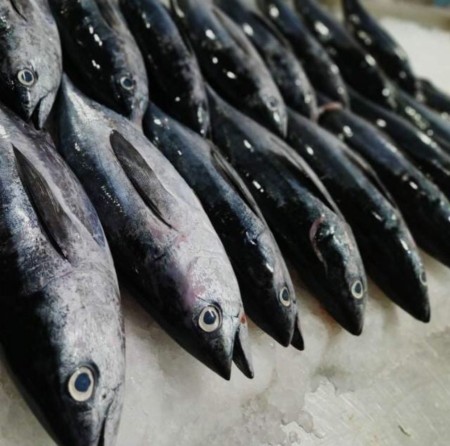 Special sale of all kinds of farmed warm water fish