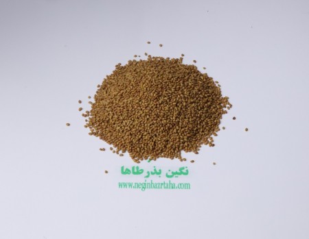 Hamadani alfalfa seeds