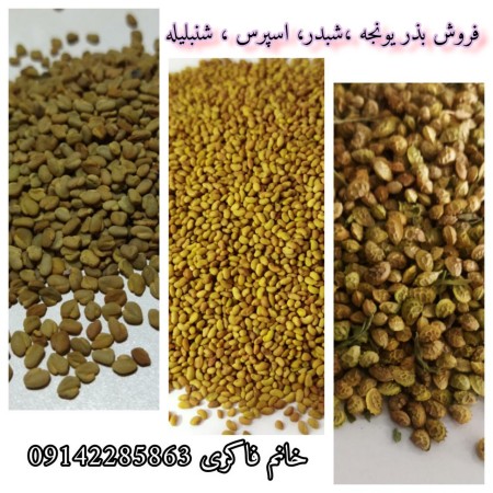 صادرات بذر یونجه ،فروش بذر یونجه و سایر بذرهای علوفه ای