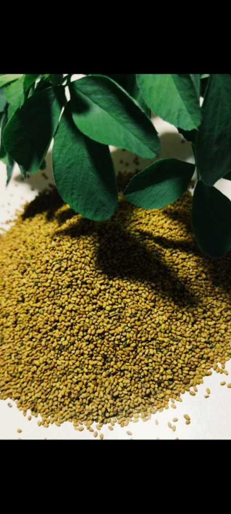 صادرات بذر یونجه ،فروش انواع بذر های علوفه ای بوجاری شده