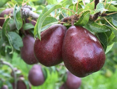 The price of Spadana pear tree, Anjou red pear seedling, Dergazi pear seedling i ...