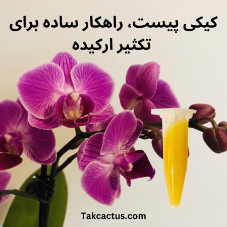 Wholesale sale of cake pistachio, propagation of orchids with a simple method