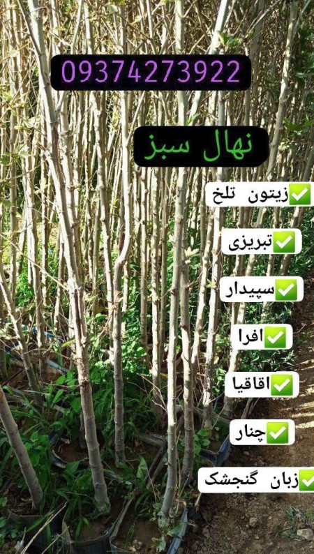 بیع الأشجار المعمرة الطویلة فی بن 15 وبن 20 - خاصة للجرائم البلدیة