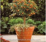 Seedlings of decorative کامکوات