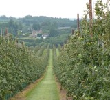 زراعة أصناف مختلفة من الفراولة-شتلات أشجار الفاکهة ، سردسیری