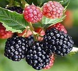 BlackBerry, selling seedlings, Blackberry, etc. seedlings, berries