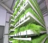 Device the cultivation of fodder, hydroponic(no soil)