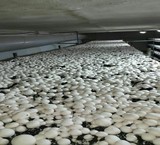 Advice and set up the hall, mushroom, industrial and domestic