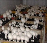 Closed sales training, cultivation of mushroom