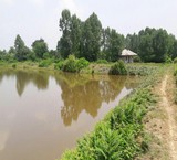 Sale fish ponds farmed warm water