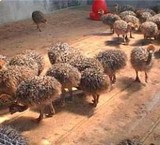 Ostrich chicks
