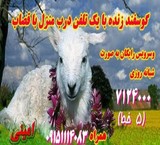 فروش گوسفند زنده در مشهد