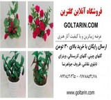 Shop online گلترین, etc. the most exquisite works of art and decorative