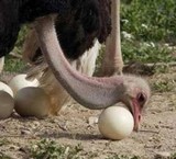 The sale of eggs, sperm, ostrich