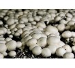 Growing mushrooms, mushroom compost, mushroom seeds, sale of mushroom compost
