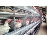 Poultry feed transmission line