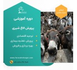 Dairy donkey breeding and donkey milk production course