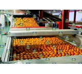 Citrus sorting machine