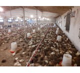 Hirkan Kouhistan quail breeding complex