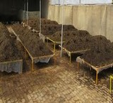 Fertilizer, vermicompost, and worm ایزینیا فوتیدا
